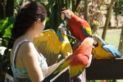 24-Tame macaws
